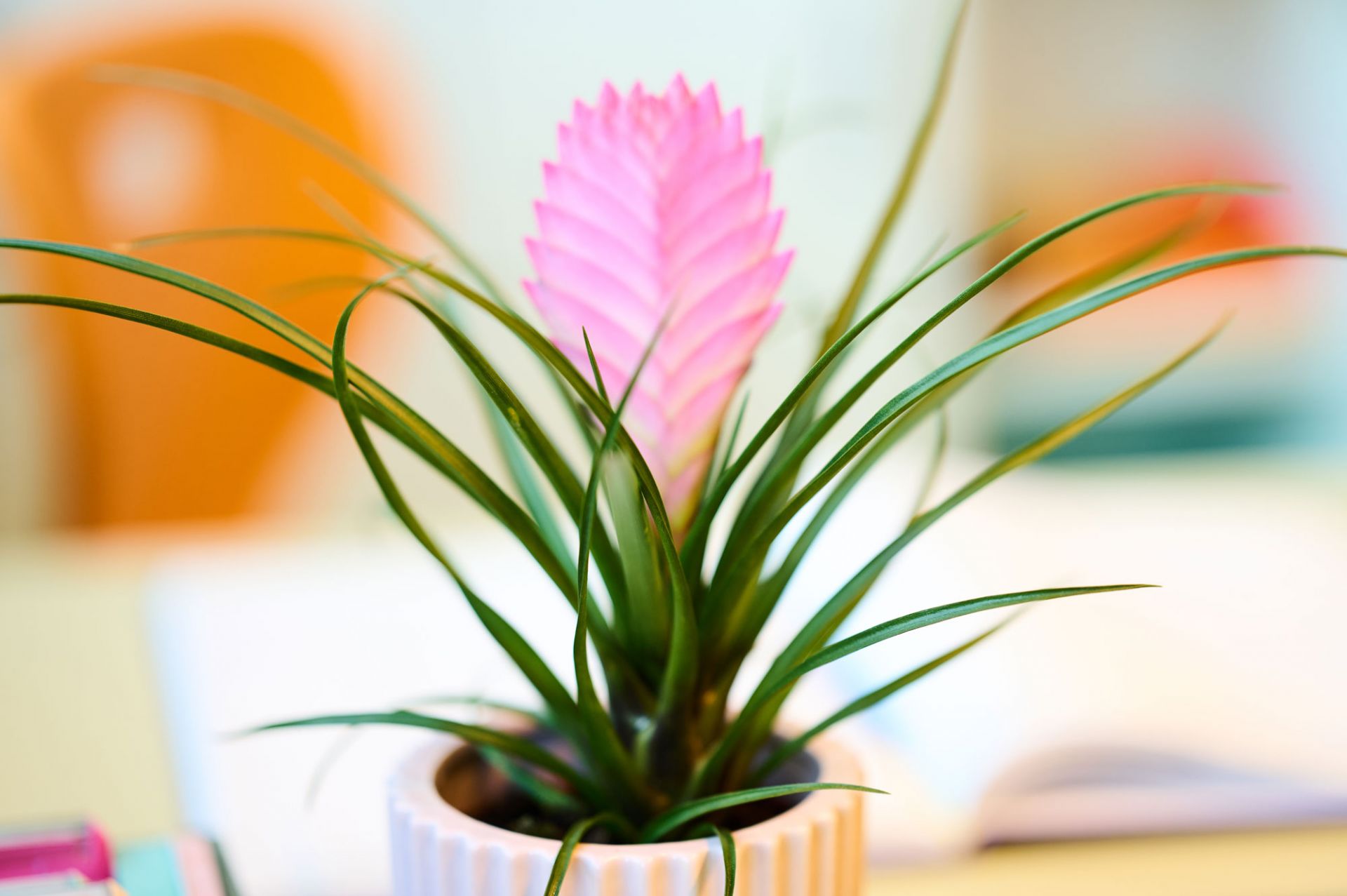 Eine Blume